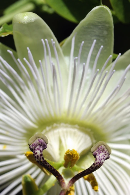 the blossom of a large flower with a white and blue center