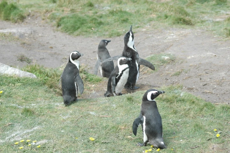 there are many penguins in a grassy area