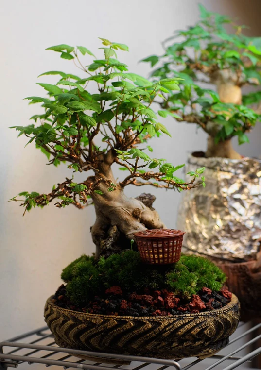 the bonsai tree is a type of bonsai tree