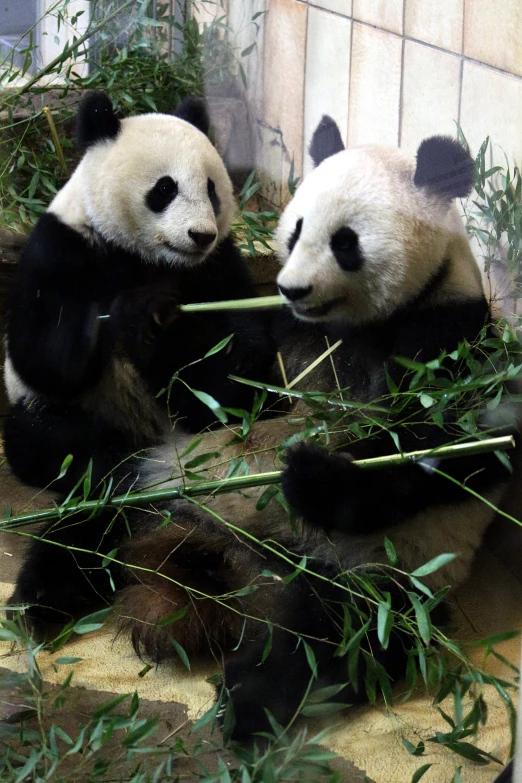two panda bears eating some bamboo in a cage