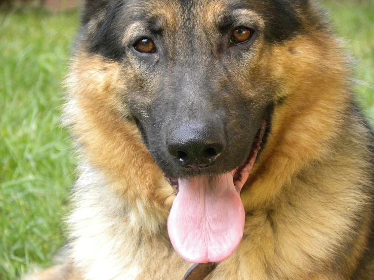 a dog is looking intently as he sits in the grass