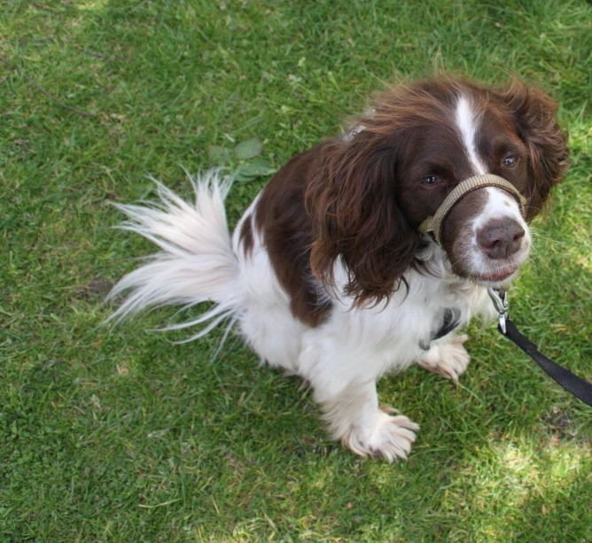 a dog with a leash tied to it on a field