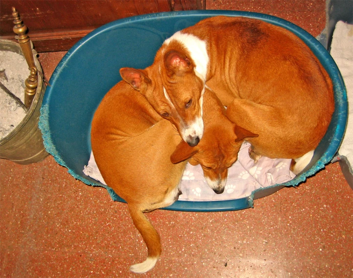 two small dogs curled up in a dog bed
