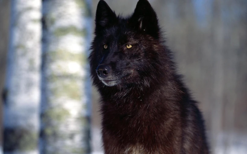 a black wolf standing in the snow with a tree in the background