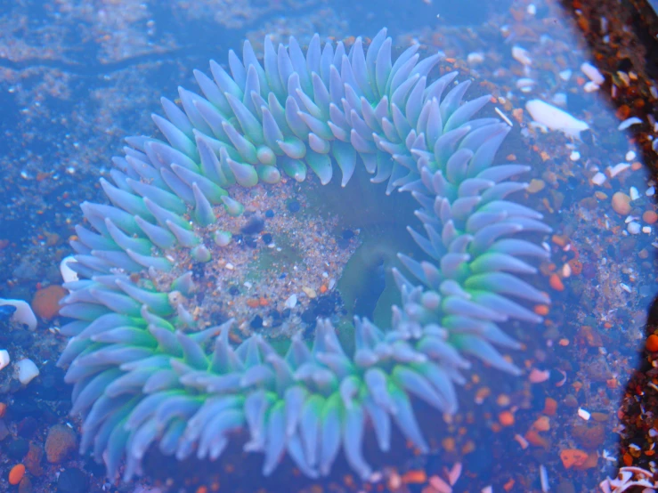 there is a purple sea anemone on the oceanbed