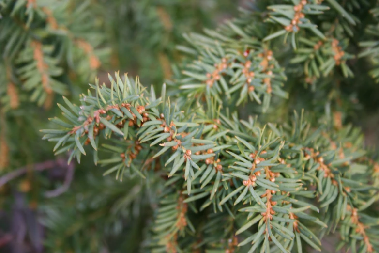 some leaves and a nch with orange flowers on them