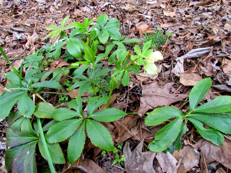 small green plant in a wooded area of leaves