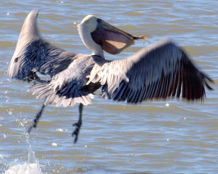 a bird is landing on top of another bird in the water