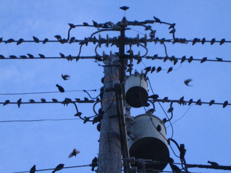 birds are perched on the wires below an electrical pole