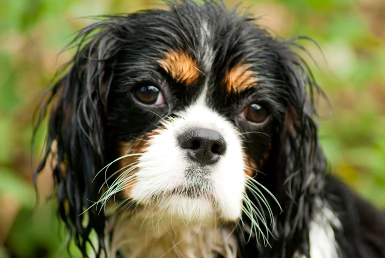 a black and brown dog staring at soing