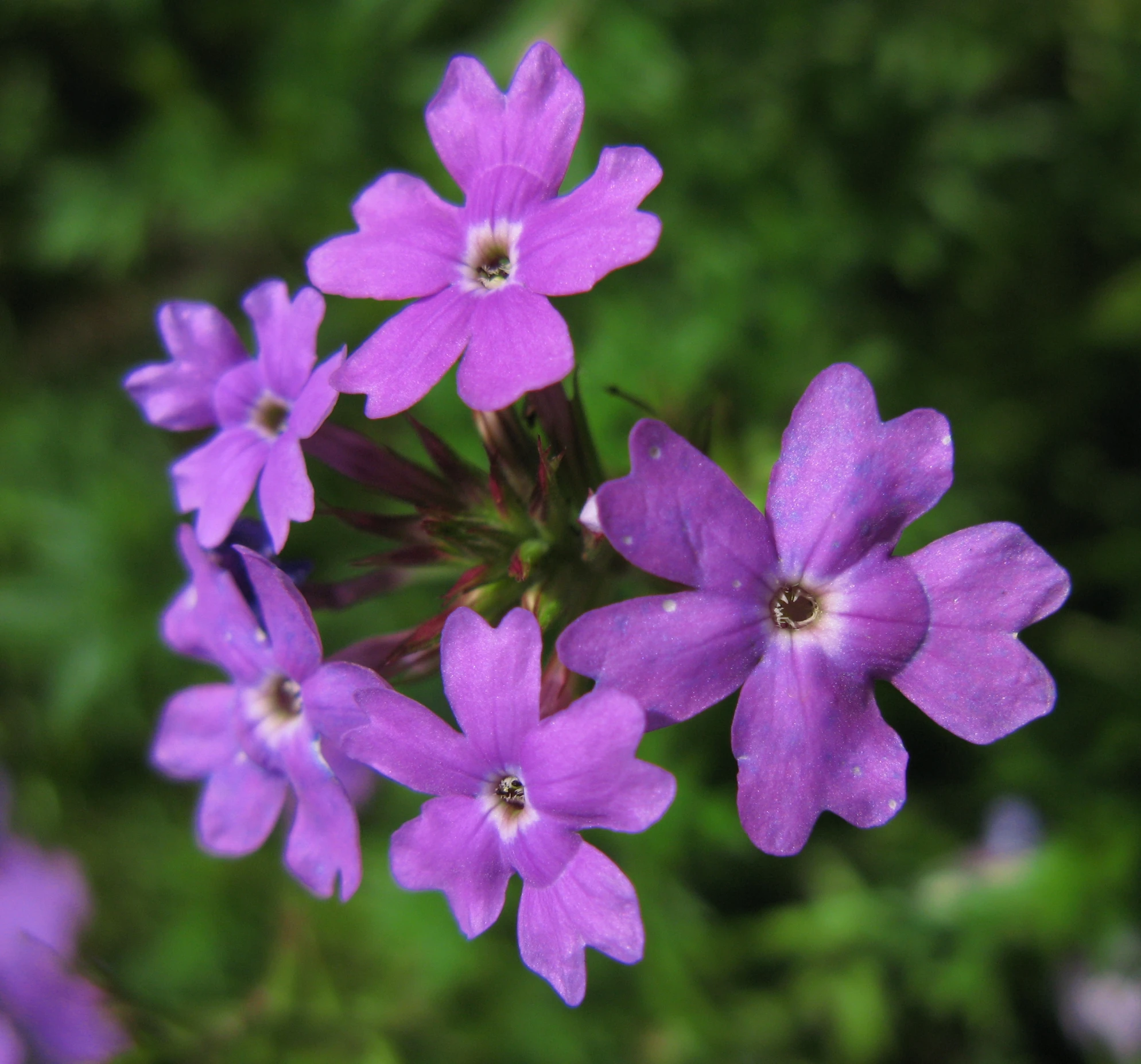 a close - up view of purple flowers, with one petunine blooming