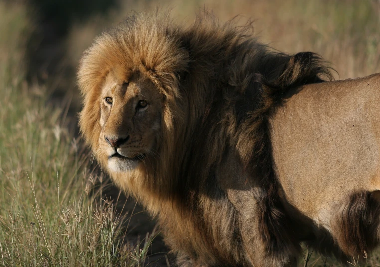 a large lion walking in the grass