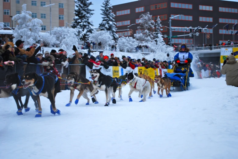 a group of people riding on top of sleds next to dogs