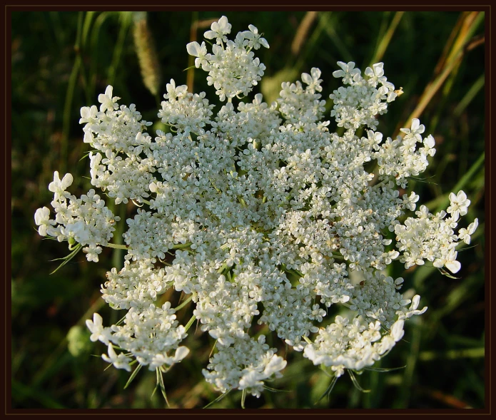 the very large flower is white in color