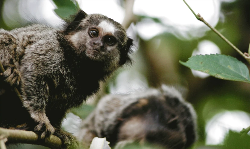 two monkey in a tree with leaves looking at the camera