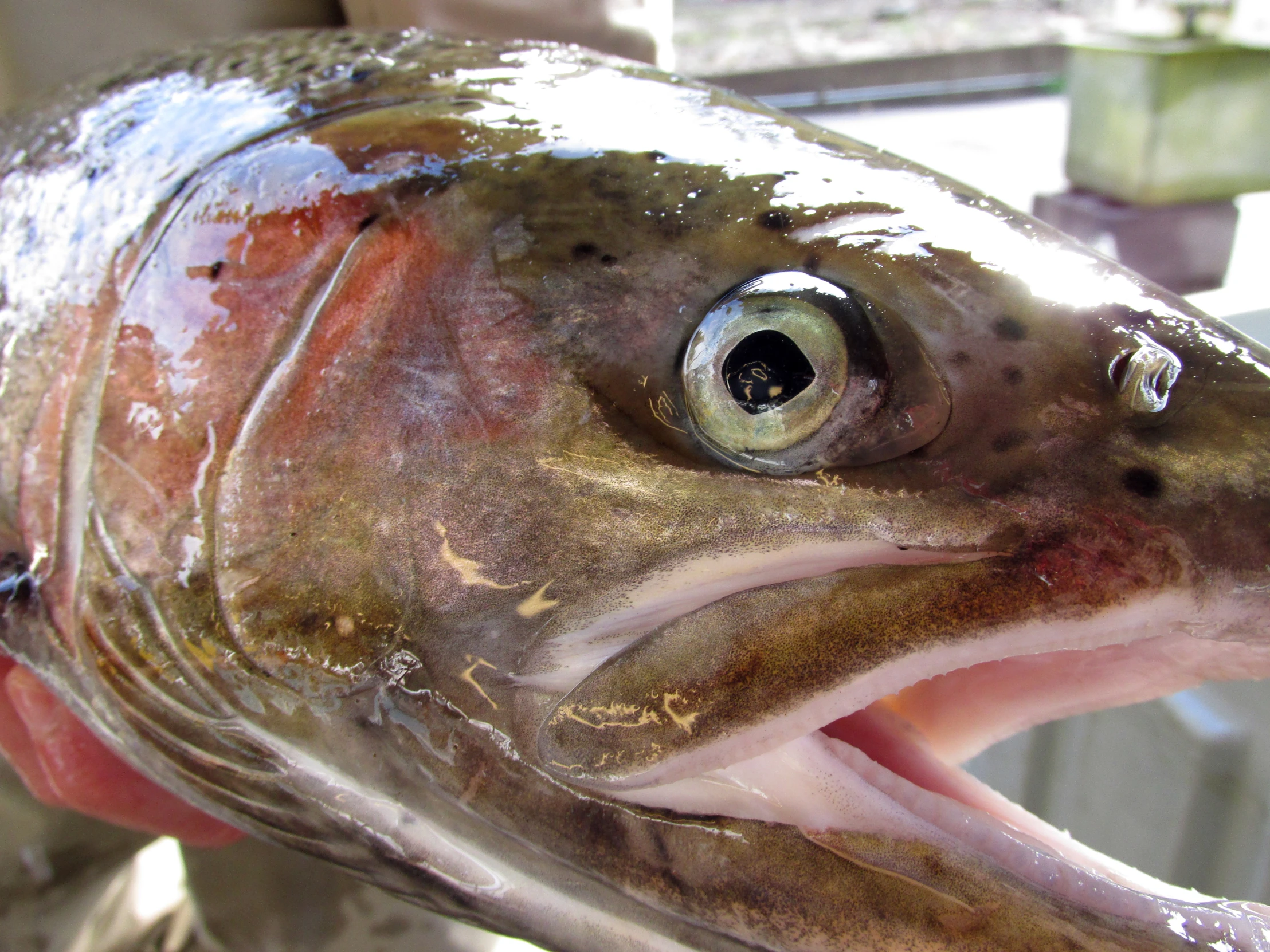 a fish is shown with its mouth wide open