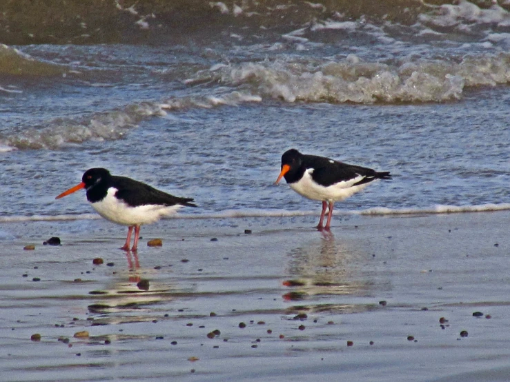 two birds are standing on the shore line in the sand