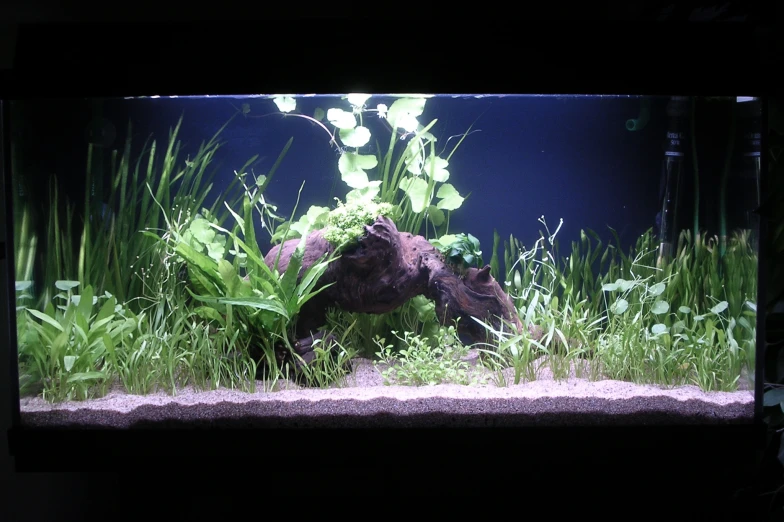 an aquarium with some plants and water in it