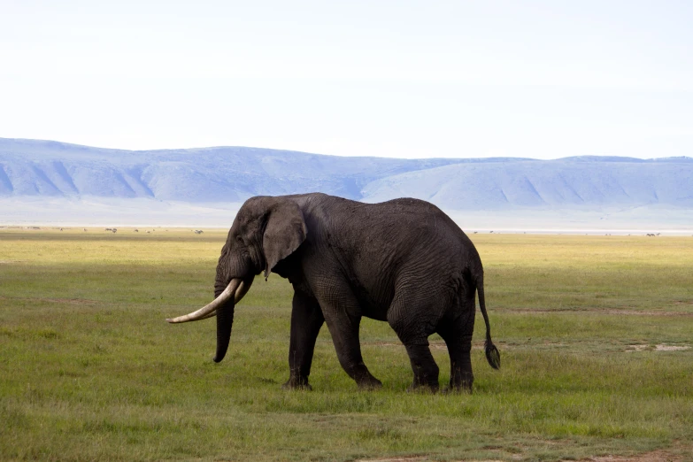 an elephant with large tusks walking in an open field