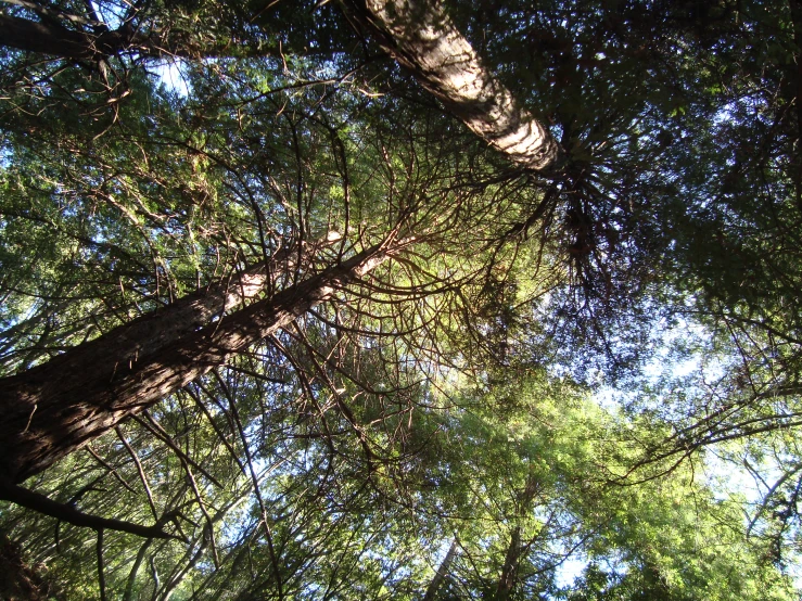 a group of trees that have soing in the air