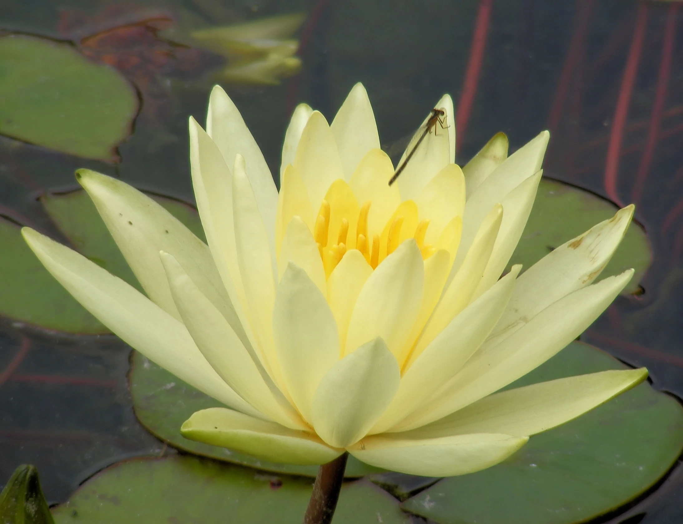 water lily floating in an old pond with lily pads