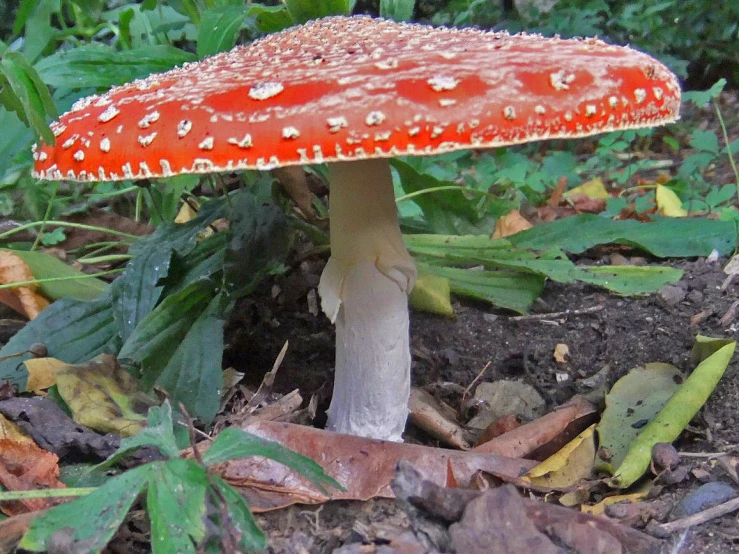 a close up of a red mushroom on the ground