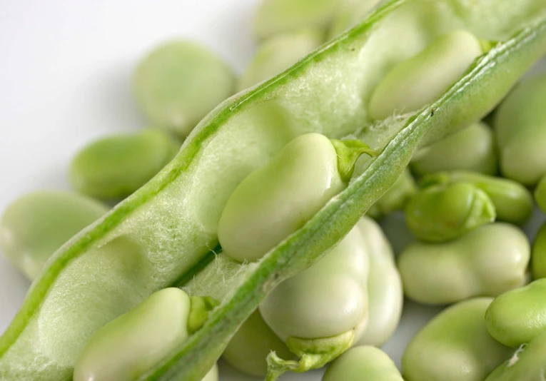 soy seeds with a leafy stem on a white table