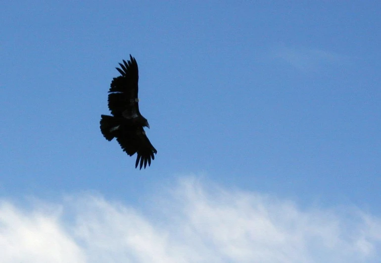 black bird flying up in the sky with clouds