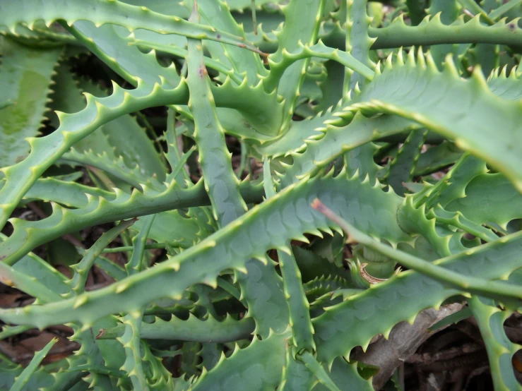 a plant is growing up close on the ground