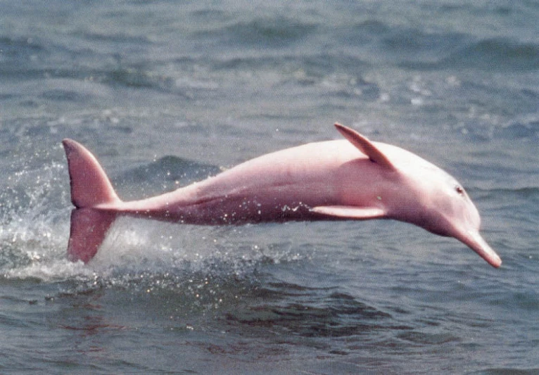 a pink dolphin jumping out of the water