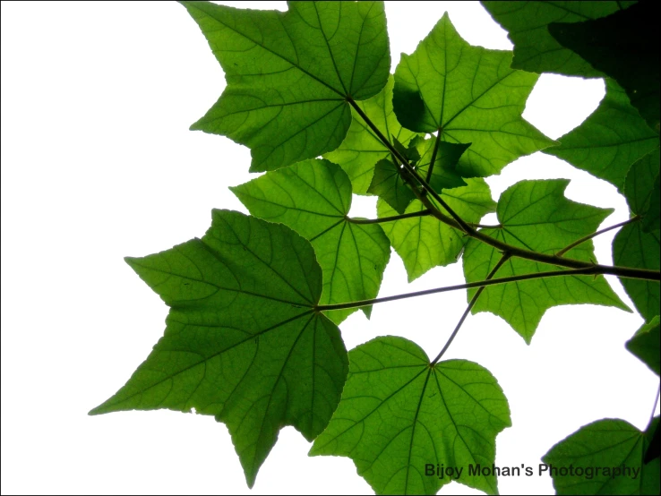 looking up into the leaves on a tree