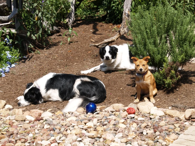 two dogs sitting in the rocks by some plants