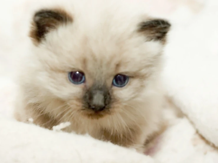 a little kitten with blue eyes is laying on a fluffy blanket