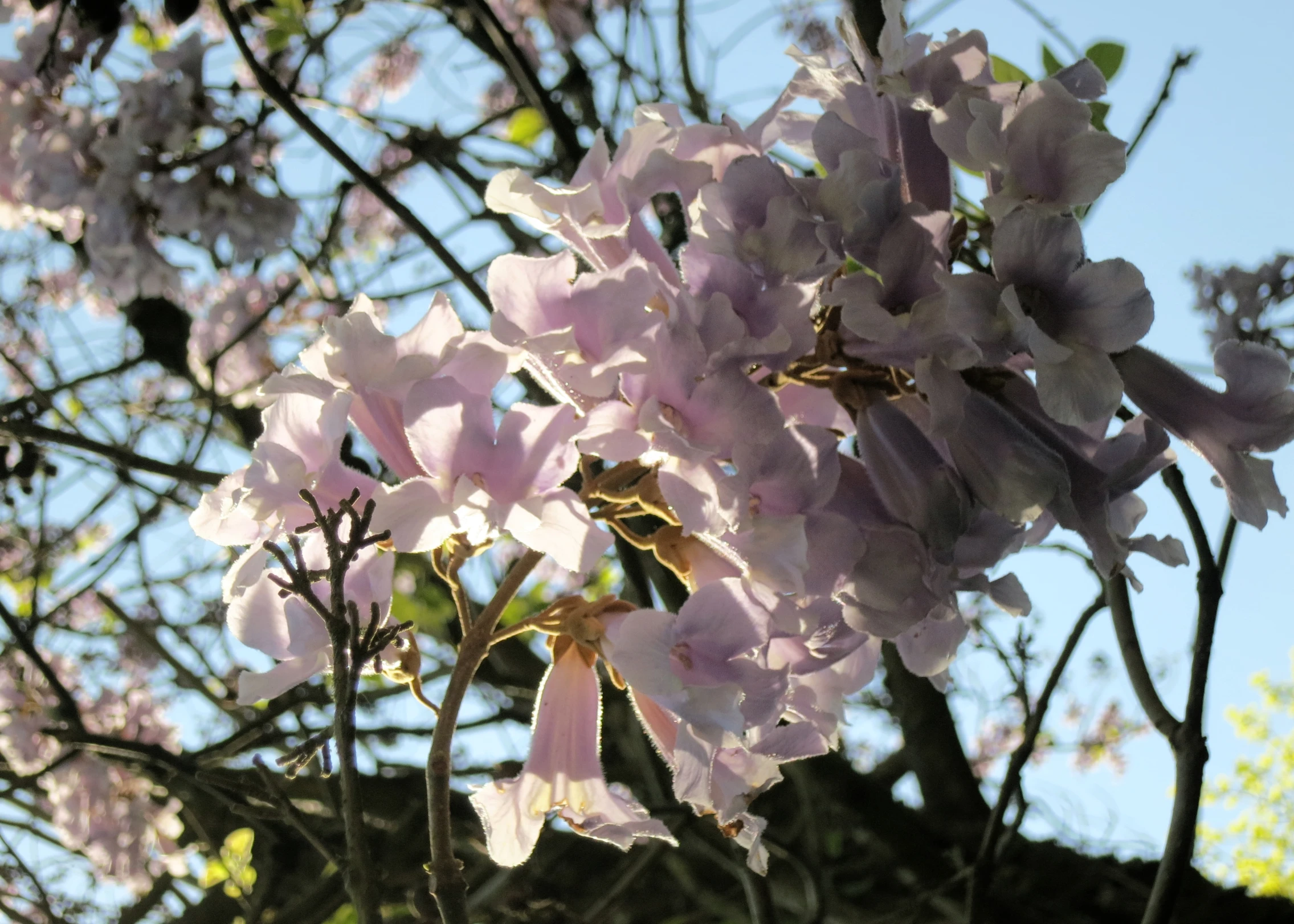 a pink flower sitting next to a leaf filled tree