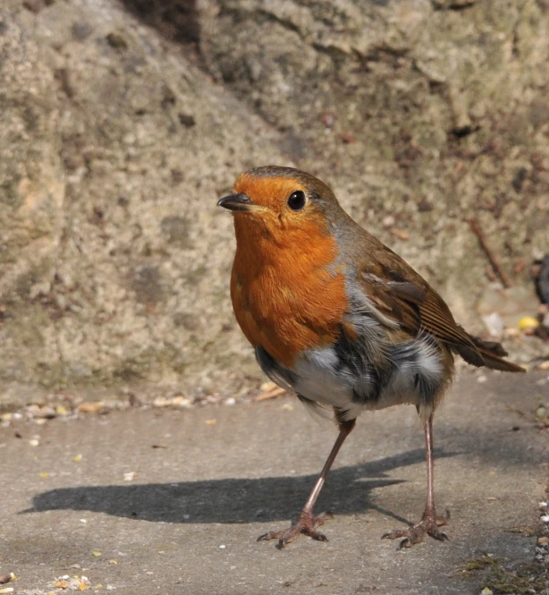 this is a bird standing on cement near rocks