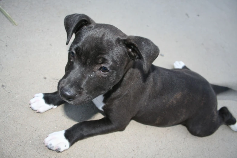 black puppy lying on the ground while looking up