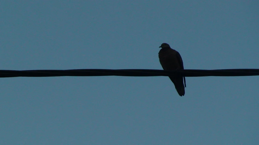 there is a bird perched on the power lines