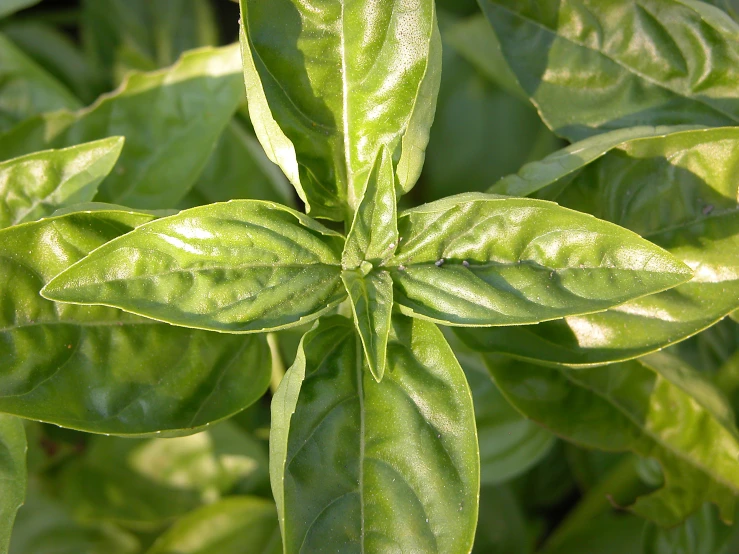 a green tea plant with its leaves almost close to the ground