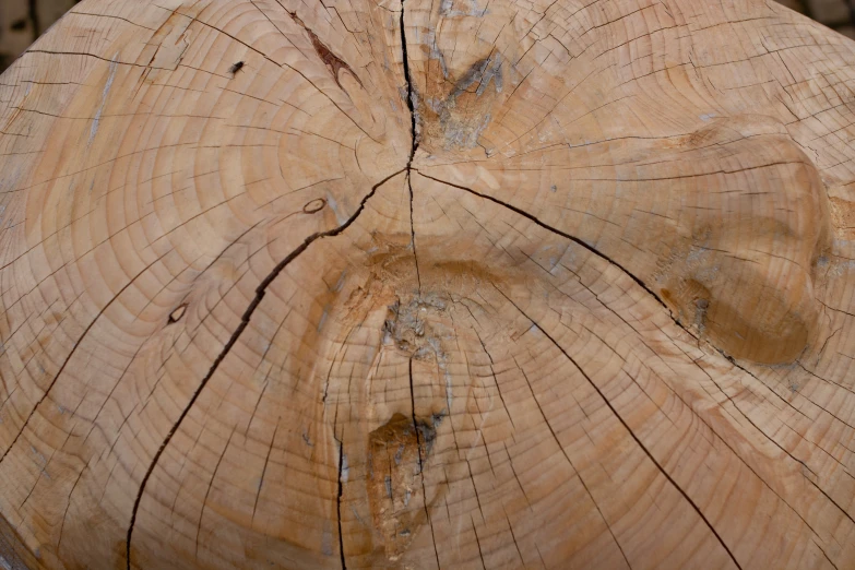 a close up of the cross section of an old wooden log