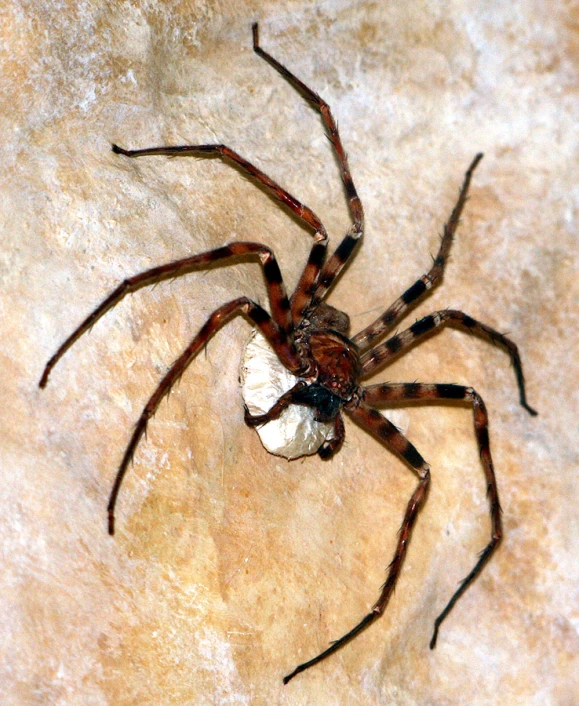 a close up image of a spider on a rock