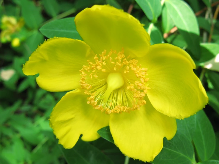 the large yellow flower has bright yellow center