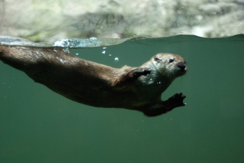 a sealer in the water looks at the camera