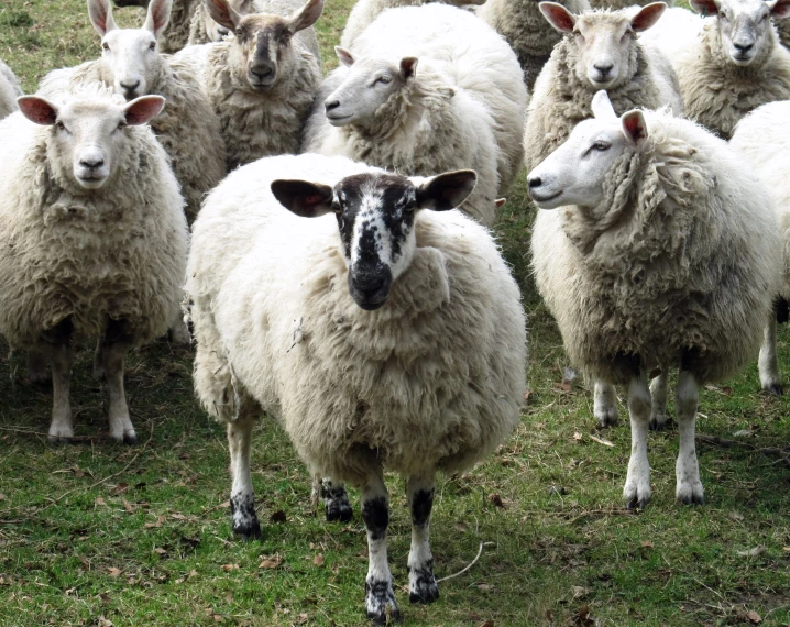 a herd of sheep standing next to each other on a field