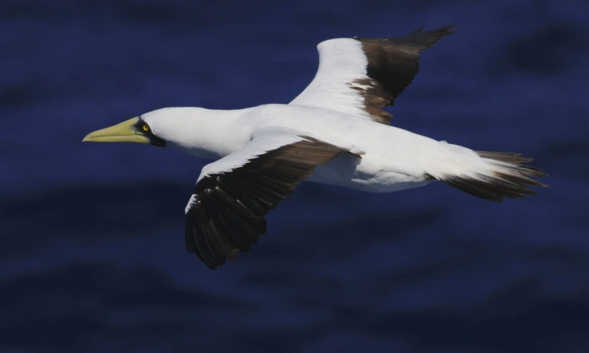 a seagull flying through the blue sky