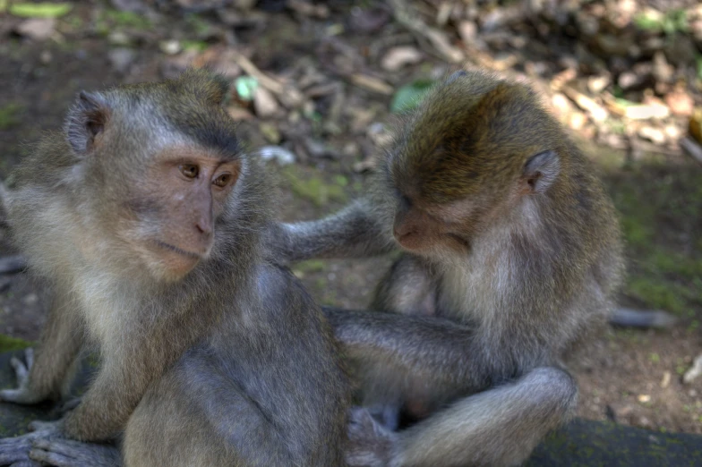 two monkeys are standing near each other on the ground