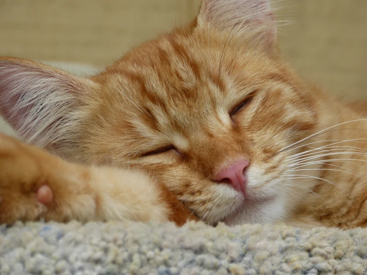 an orange cat sleeping with his eyes closed