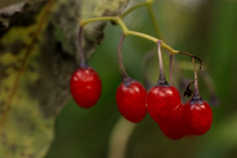 several red berries hanging off the side of a tree