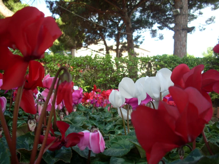 there are many different types of flowers in the field