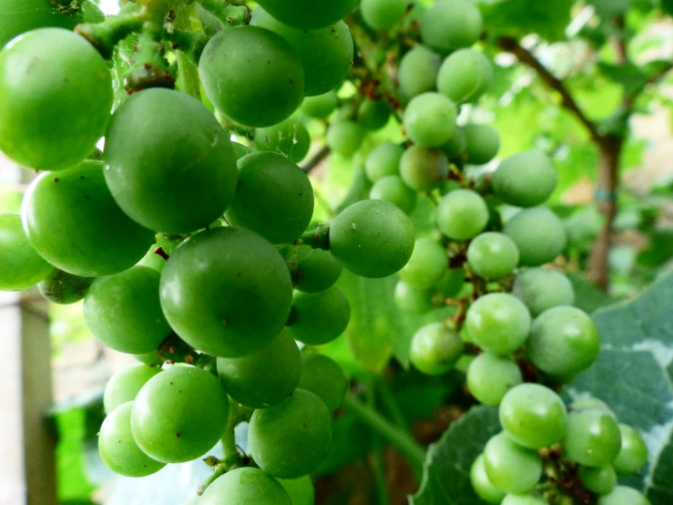 an orange is on the vine with other fruits