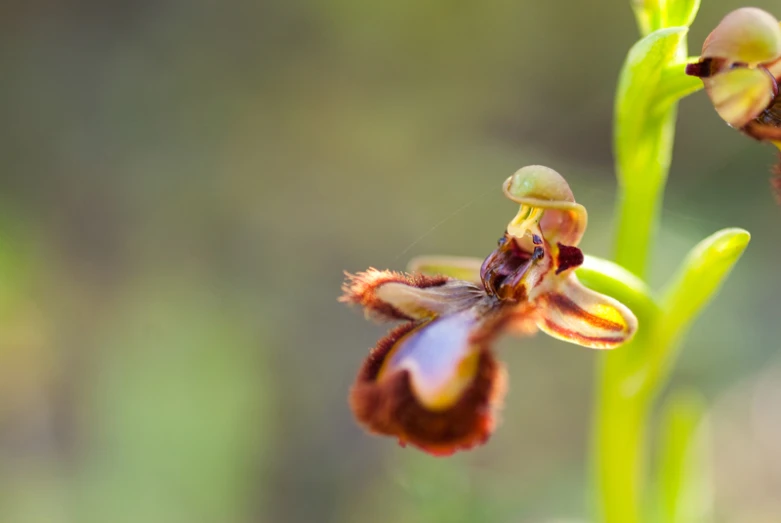 small red and brown flowers on a green stem